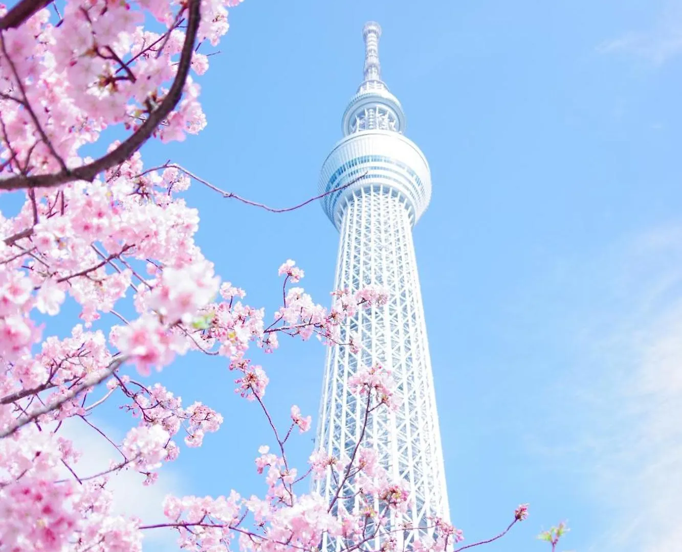 Tokyo Cherry Blooming Hotel Ueno 东京超级中心上野公园3分钟 地铁1分钟 位置绝佳超级繁华 免费wifi Dyson吹风机cob