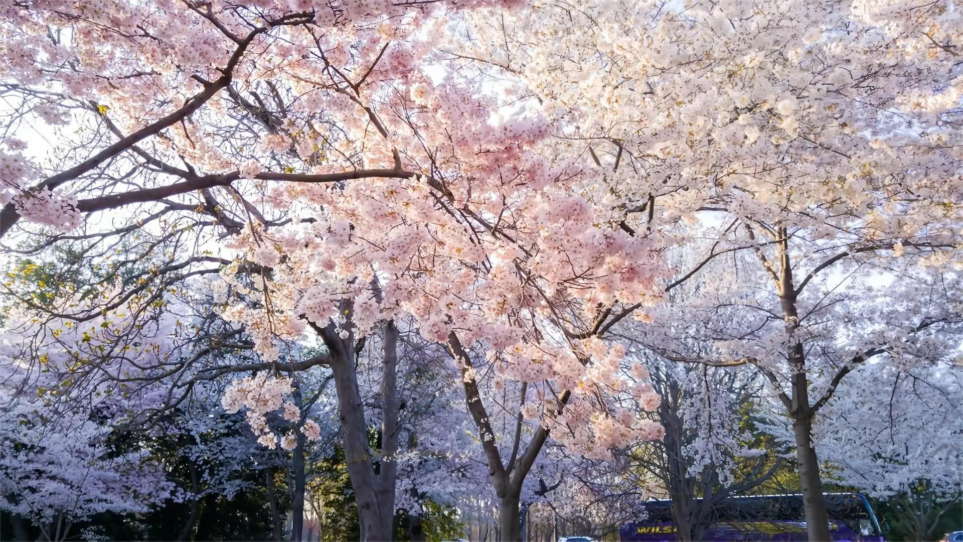 Tokyo Cherry Blooming Hotel Ueno 东京超级中心上野公园3分钟 地铁1分钟 位置绝佳超级繁华 免费wifi Dyson吹风机cob
